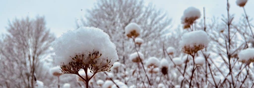 снежен пейзаж
